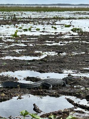 One of the many crocs we saw on our tour