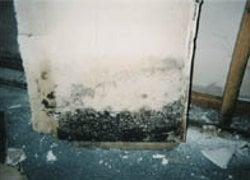 Mold Removal Services