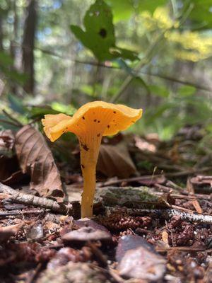 Congaree National Park