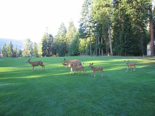 Family of Deer Hole #3