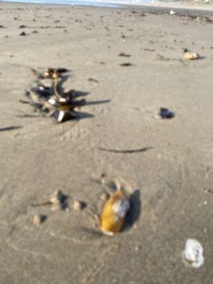 Razor clams