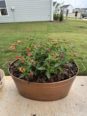 Amazing Lantana that will bloom for weeks to come! Perfect addition to planters that gives some pop to your patio!