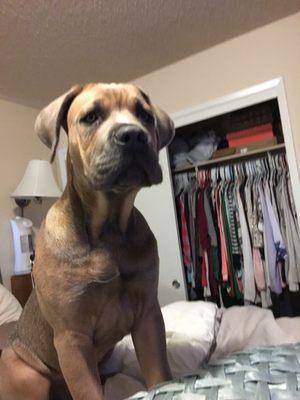 Kane-5 months old 87 pounds (Cane Corso)