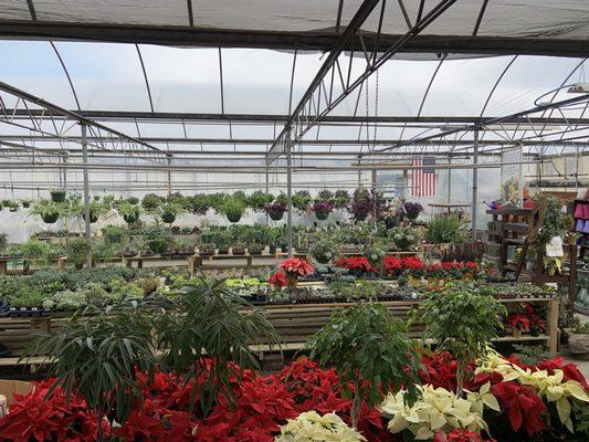 West greenhouse open with beautiful plants and pottery!