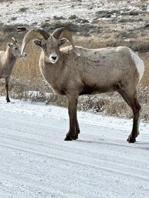 Big horn sheep