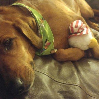 My dog cuddling with stuffed eagle.