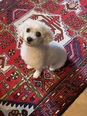 Lola and her perfect puppy cut.