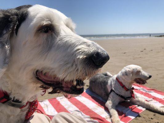 Pet friendly, leash laws apply. Limited parking and cops give tickets for illegal parking. Nice quiet little beach!