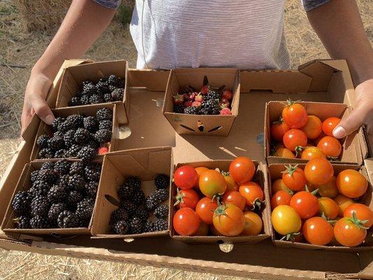 My fresh berries and tomatoes