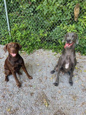 Daycare Dogs