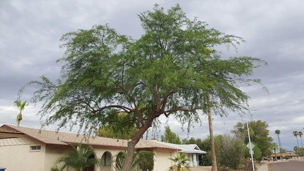 After pic of pre-monsoon pruned tree