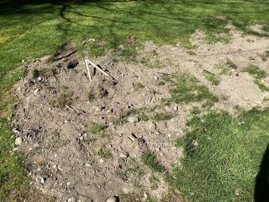 Our yard. Those are sprinkler system pipes.