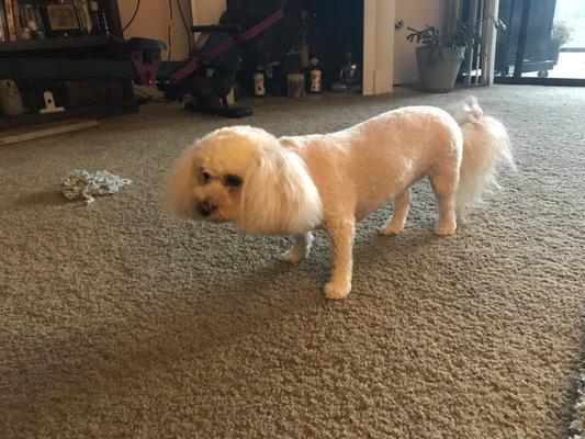 Bailey after last grooming with Cheryl. $65