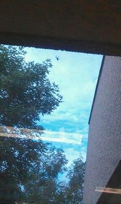 Look at these huge spiders on the window what a morning surprise!