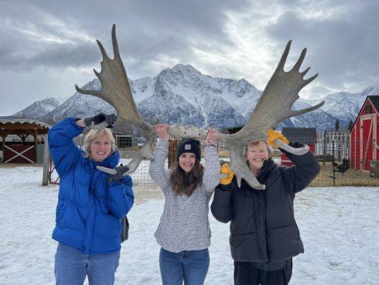 Holding moose antlers