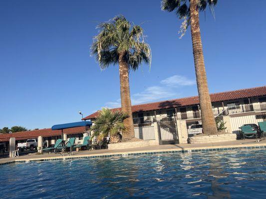 Pool and palm trees