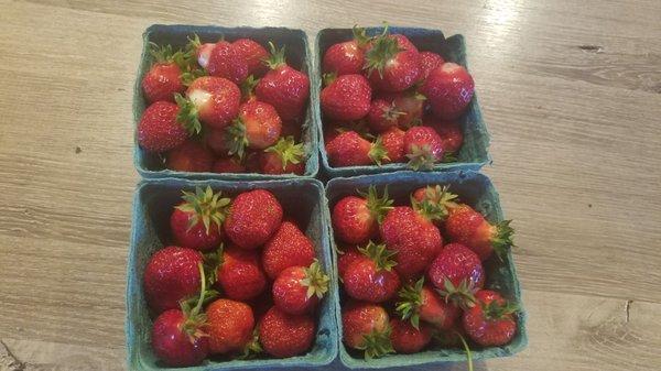 Delicious hoods strawberries!