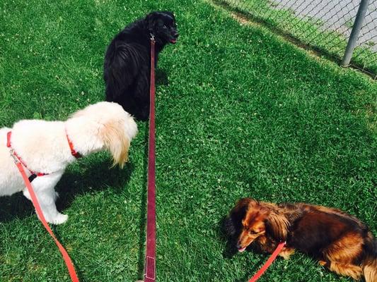 A Doggy Day out in the park. Group walks. Harper, Hadley and Callie enjoying their summer time