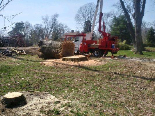 VanCuren Tree Service