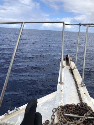 Chilaxin' on board between dives.  Whales off the port side.