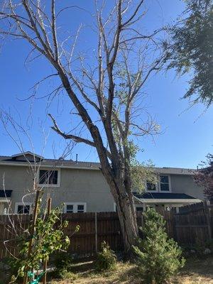 Dead tree removal. Carson City