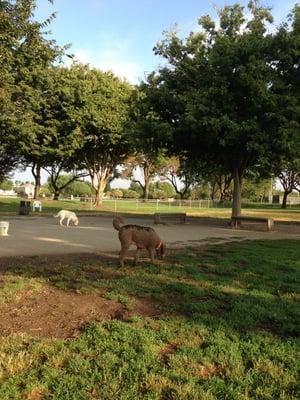 Big trees, lots of chairs, squirrels and water. Great dog park!