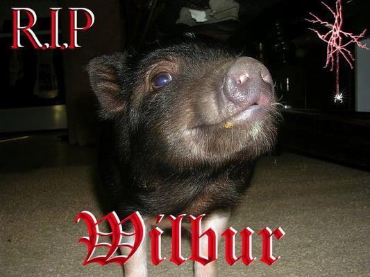 This is Wilbur  read the review under "not recommended"