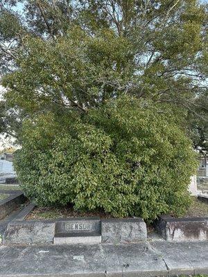 Very Overgrown Benson Tomb. Can't even see the headstone. Cemetery needs to do a better job of clearing the plots.