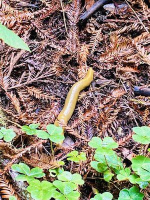 Banana slug!