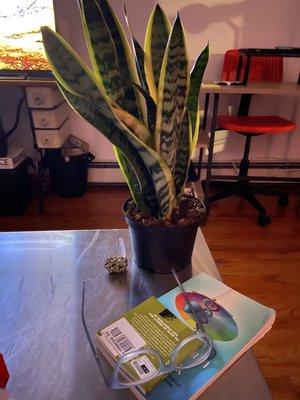 snake plant