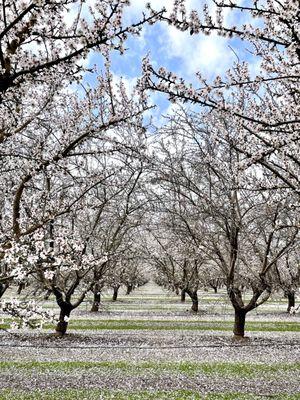 Almond bloom