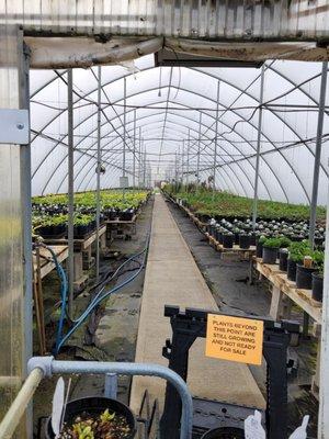 One of their many greenhouses - not all were open yet but SOON.