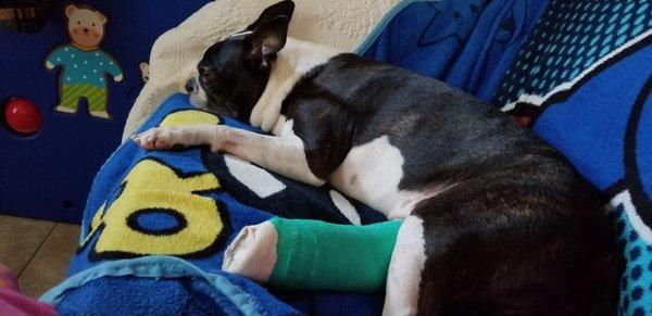 Our Boston Terrier has subluxation of right rear leg. Doctors and staff are knowledgeable about emergency services.