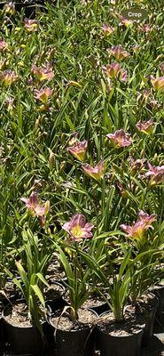 Greenwood Daylily Gardens