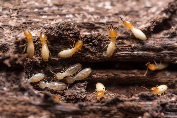 Termites?? Call Us