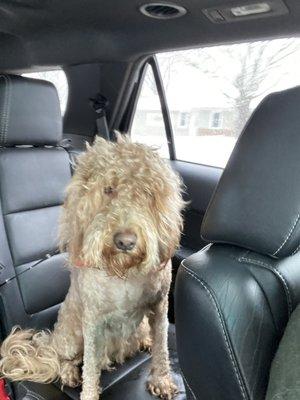 Worst hair cut I have ever seen on a dog. She is a mini golden doodle.