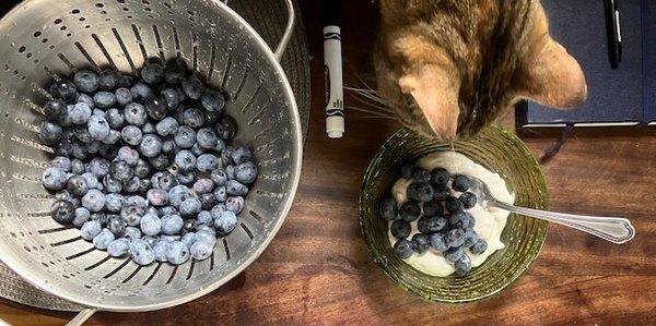 blueberries & cocojune coconut yogurt