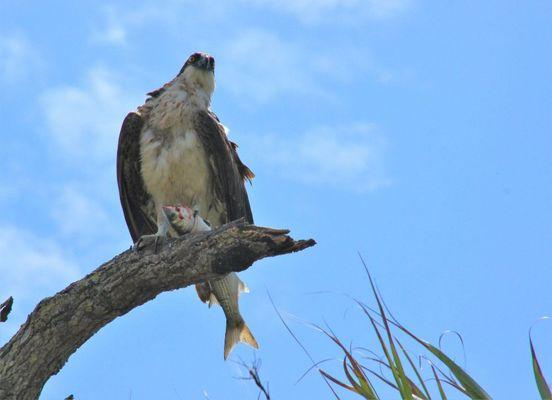 See all birds in natural habitat