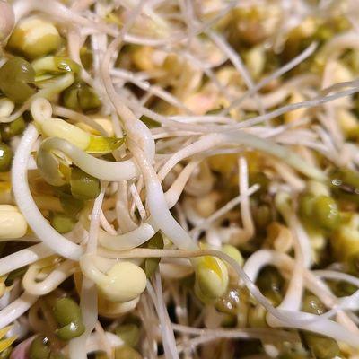 Fresh sprouts for chop