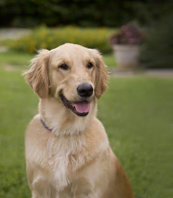 Dr. Smith's Golden Retriever - Annabelle