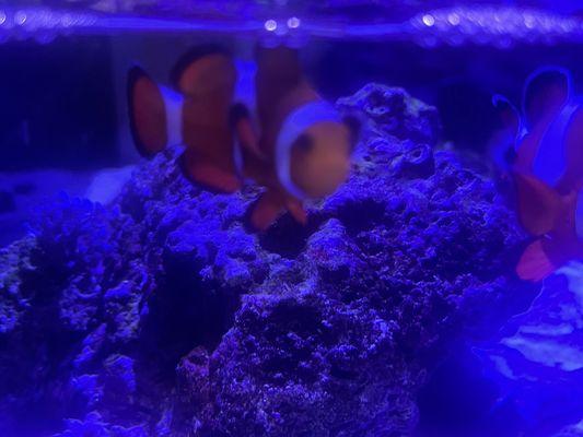 Clown Fish aka Nemo