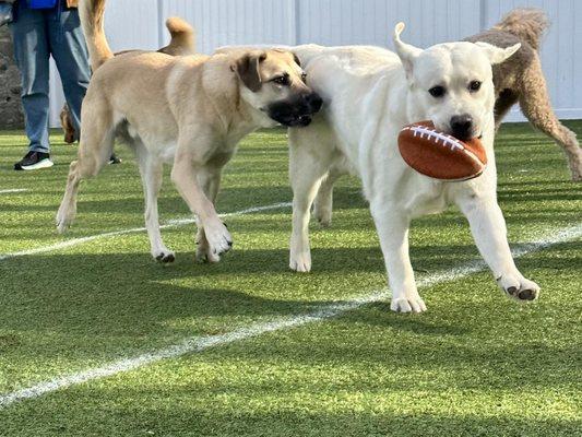 Puppy Bowl antics!