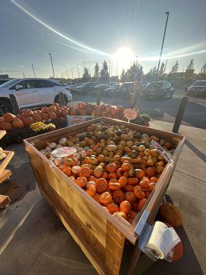 Pumpkin sale