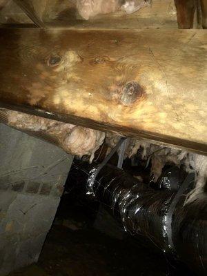 Water damage and mold