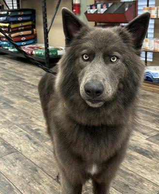 Beautiful rook after her spa day!