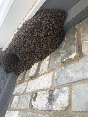 Bee Safe Bee Removal removed this swarm outside an apartment complex in Dallas, TX.