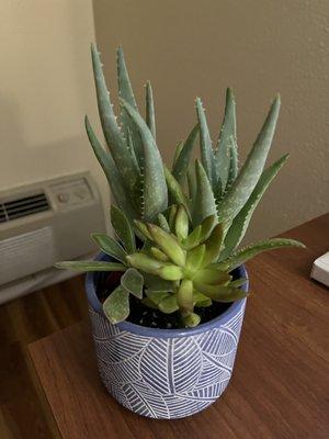 Cute plant from the .99 store