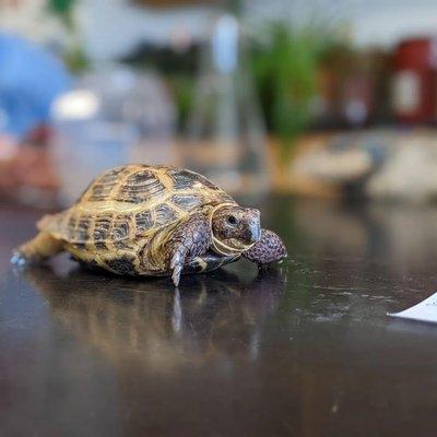 Classroom Reptile