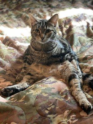 Wheezie sits like a weirdo and loves dr Rosie at the cat dr