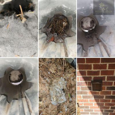 Dryer Vent Cleaning + Bird Nest Removal